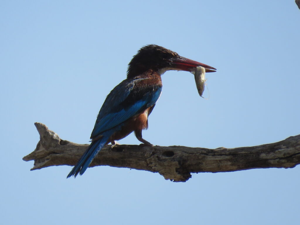 What to Bring