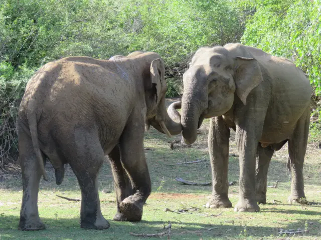 Elephants category