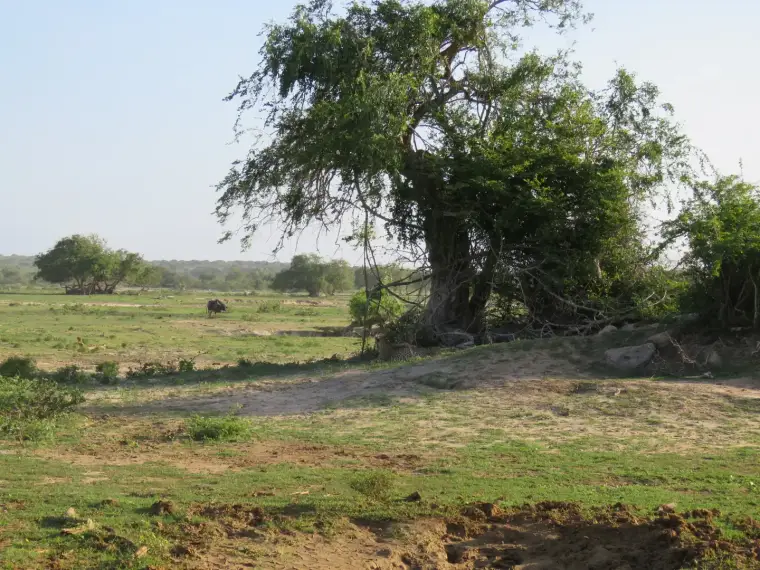 Yala landscape
