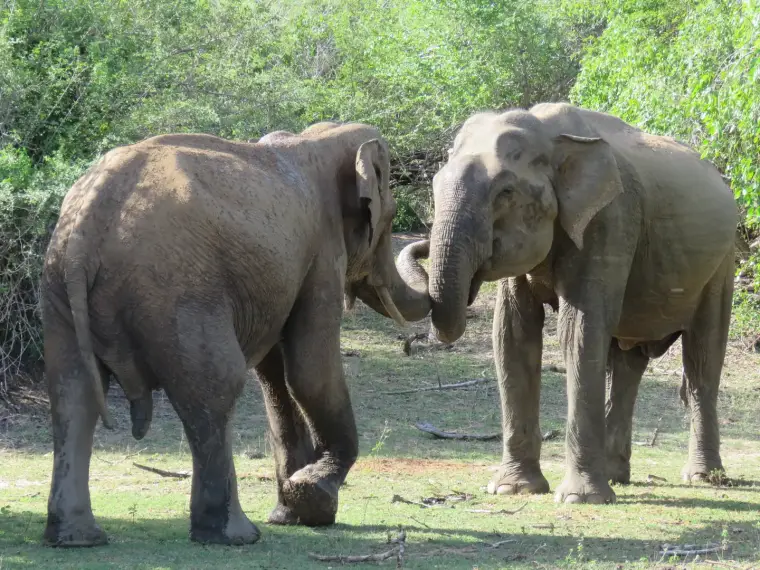 Safari package
