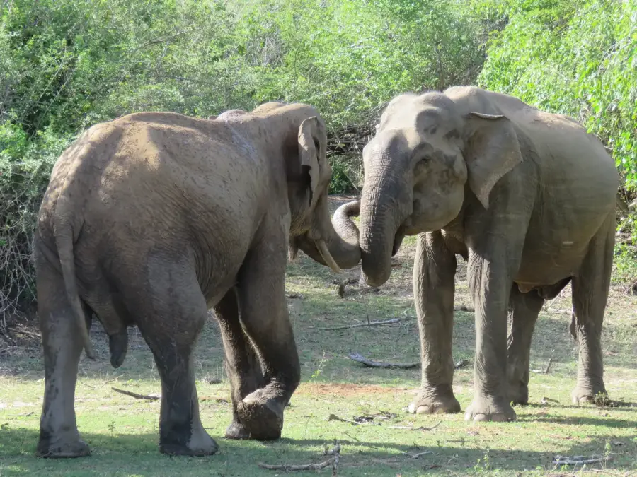 Elephants