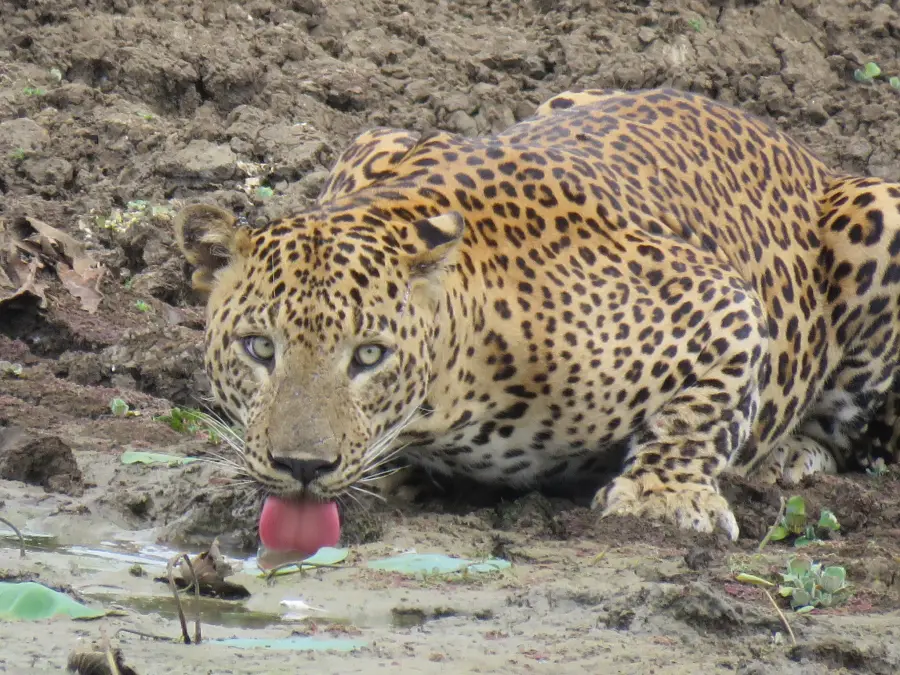 Leopards in Yala